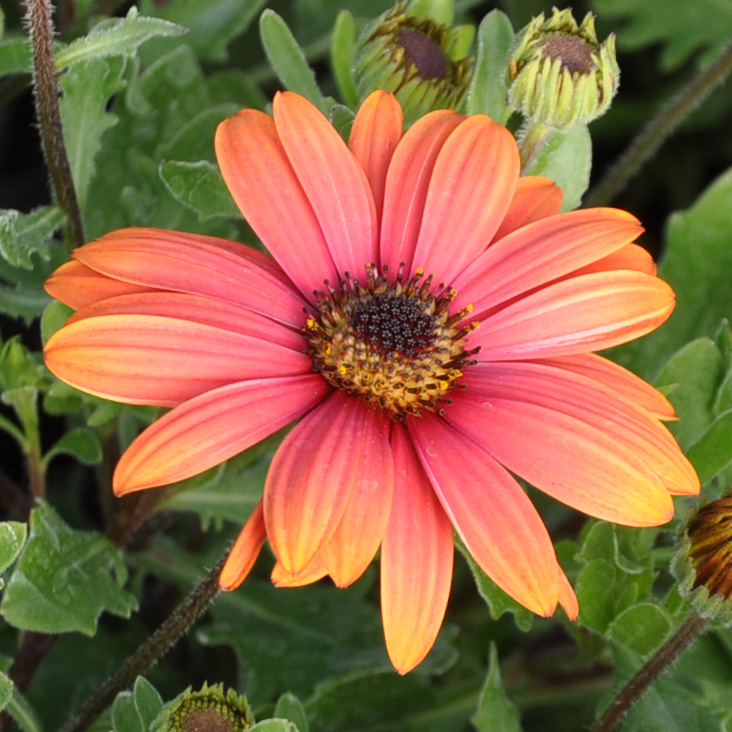 Osteospermum compact corail